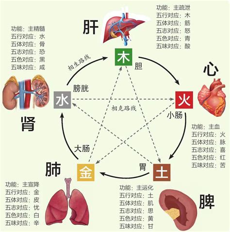 五行 五脏|中医五行学